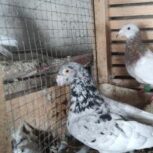 کبوتر سرور به شرط تخم و جوجه