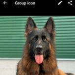 توله ژرمن شپرد های شولاین بلک فیس