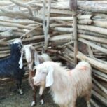 فروش تعدادی کهره نر 35تا40کیلویی