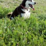 سگ هاسکی نر