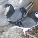 کبوتر ماده شهری سبز