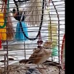 طرقه مست شاه مرغ