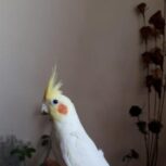 طوطی عروس هلندیپ