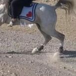 فروش نریون سواری دار عالی 6دانگ