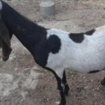 فروش بز پاکستانی درج 1