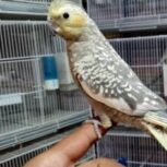 واگذاری جفت مرغ عشق و عروس هلندی