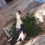 اردک بزرگ خا نگی