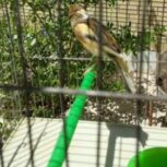 ماده قناری اماده