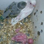 جفت مرغ عشق با 3 جوجه