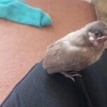 جوجه بلبل یا جوجه گنجشگ