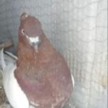 کبوتر کله سرخ ماده اماده