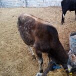 گوساله نره پرواری