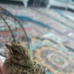 جوجه طرقه شاه و پس