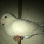 پنج عدد کبوتر