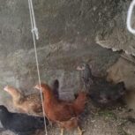 فروش جوجه مرغ