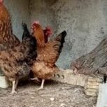 3عدد مرغ تخم گزار 2عدد دورگه 1عددمحلی اصیل