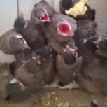 جوجه بلبل خرمای