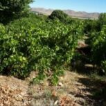 زمین کشاورزی