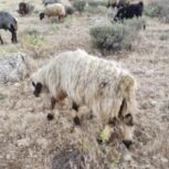 فروش کهره نرو بره نرکوه گرد شهرستان سپیدان استان فارس