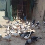 60 عدد کبوتر پلاکی هست 5 ماده بقیه نر هست