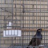 مینا سخنگو و پرحرف