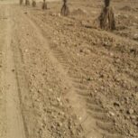 پنج هزارمترمربع زمین کشاورزی