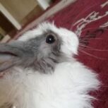 1عدد خرگوش دستی و خانگی جوان دوماهه