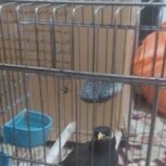 مرغ مینا سخنگو ,با قفس