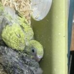 یک جفت مرغ عشق با سه تا جوجه