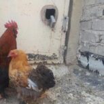 فروش مرغ وخروس کوشین
