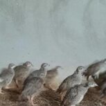 فروش تعدادی کبک