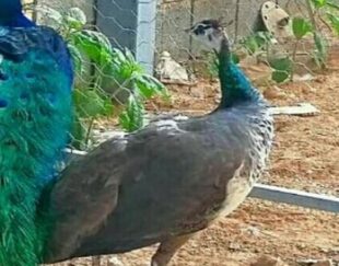 طاووس هندی ماده مولد