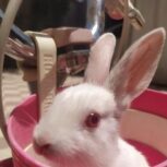 بچه خرگوش سفید زیبا