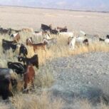 فروش کهره نر و گیسه