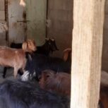 14عدد بز خوب دونه