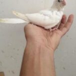 عروس البینو نرمه خور و دونخور