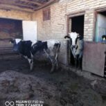 فروش گاو شیری نوبر