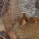 فروش جوجه طرقه