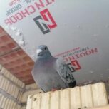 کبوتر موریس