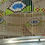 طرقه مست مست