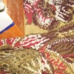 جوجه طرقه شاه مال منطقه بیضا سالم سرحال طوق دار