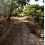 اجاره باغ جهت پرورش اسب پونی