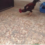 خروس لاری اصیل