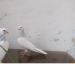 فروش دوجفت طوقی الماسی یا آبی