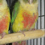 طوطی گرینچیک ردفاکتور دستی رام