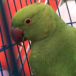 فروش طوطی ملنگو با قیمت مناسب(3ماده+1نر)