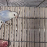 طوطی کوتوله برزیلی