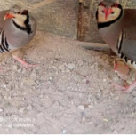 کبک کوهی یه جفت