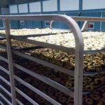 انگور خشک کن دستگاه خشک کن کشمش انگور مویز دم گیر پوچ گیرچای