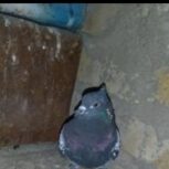 کبوتر مسافتی